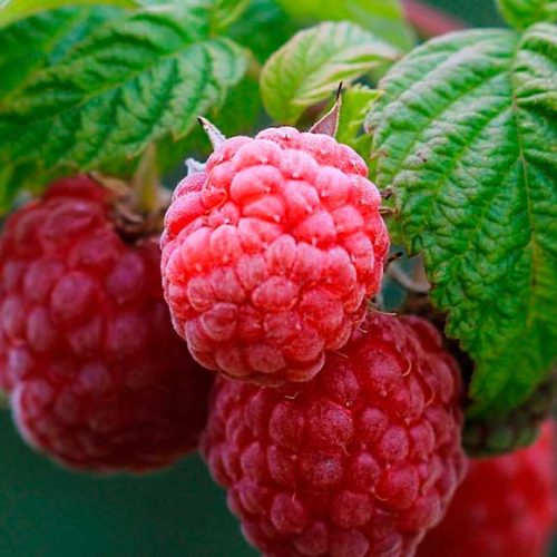 alimentos quemagrasas